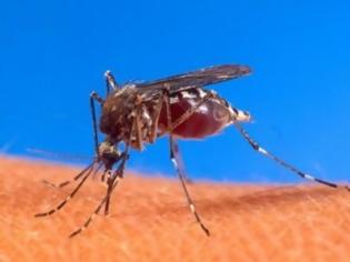 Φωτογραφία για Απίστευτη επιδρομή από κουνούπια στον Έβρο...Δείτε την τρομακτική φώτο...