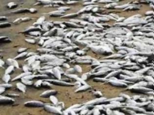 Φωτογραφία για ΠΡΕΒΕΖΑ: Βγήκαν στην στεριά εκατοντάδες ζωντανά ψάρια!