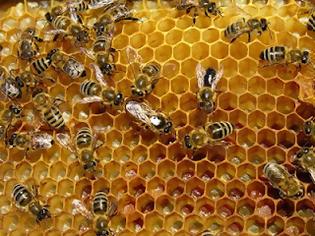 Φωτογραφία για Η συνεχής μείωση των μελισσών συνδέεται με θανατηφόρο ιό