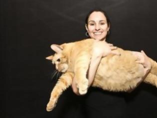 Φωτογραφία για Η πιο χοντρή γάτα του κόσμου!