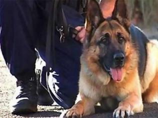 Φωτογραφία για Με τη συνδρομή αστυνομικού σκύλου συνελήφθη 22χρονος για κατοχή ναρκωτικών