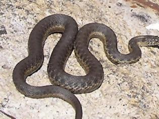 Φωτογραφία για Καστοριά: Φίδι έκοβε βόλτες στην οδό Μητροπόλεως
