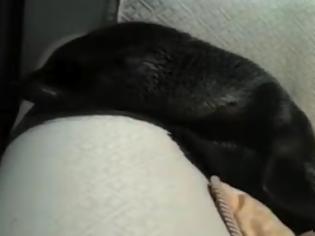 Φωτογραφία για Μια μικρή φώκια μπούκαρε σε σπίτι και... κοιμήθηκε στο καναπέ! [Video]