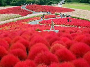 Φωτογραφία για Φανταστικό πάρκο-κήπος στην Ιαπωνία!