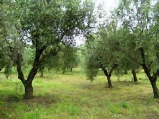 Φωτογραφία για Οι εκλογές ... πληγώνουν την ελαιοπαραγωγή