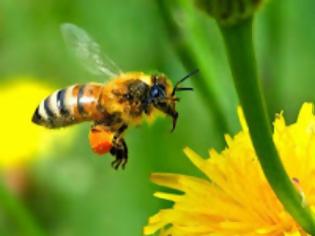 Φωτογραφία για Οι μελισσούλες ... του κοινοβουλίου!