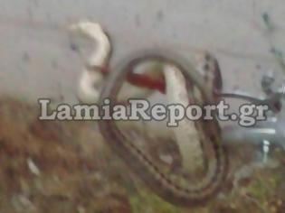 Φωτογραφία για Λαμία: Φίδι μπήκε σε τριώροφη πολυκατοικία