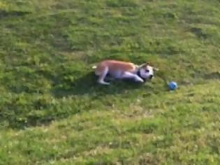 Φωτογραφία για Σκύλος πετάει τη μπάλα στον... εαυτό του και τρέχει να την πιάσει! [Video]