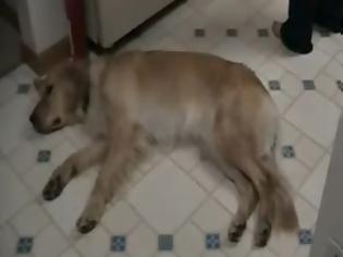 Φωτογραφία για Ο σκύλος που... βαριέται που ζει! [Video]