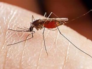 Φωτογραφία για ΔΕΙΤΕ: Σοκαριστική φωτογραφία αποτυπώνει την τραγική κατάσταση με τα κουνούπια στον Έβρο