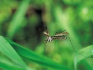 Φωτογραφία για Θράκη: Ξεκίνησαν οι ψεκασμοί για τα κουνούπια