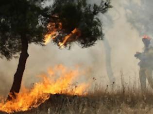 Φωτογραφία για Ηλεία: Έβαλαν να κάψουν χορτάρια και… έκαψαν το δάσος