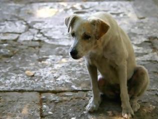 Φωτογραφία για Σε διετή φυλάκιση καταδικάστηκε δολοφόνος σκύλου