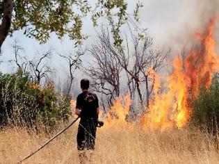 Φωτογραφία για Φωτιά στις Στέρνες Ακρωτηρίου Χανίων