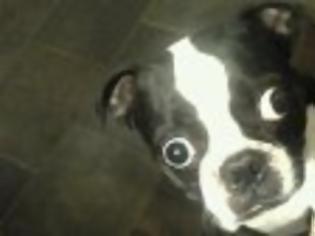 Φωτογραφία για Ο σκυλάκος με τα μεγαλύτερα μάτια του κόσμου