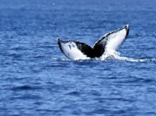 Φωτογραφία για Ιαπωνία: Kόβεται η όρεξη για κρέας φάλαινας;