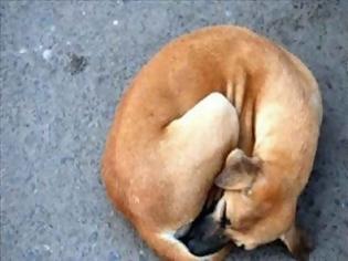 Φωτογραφία για Μαραθώνας: 23 μήνες φυλάκιση επειδή σκότωσε με καραμπίνα τον σκύλο του