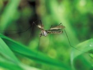 Φωτογραφία για Αεροψεκασμοί για τα κουνούπια με καθυστέρηση στον Έβρο