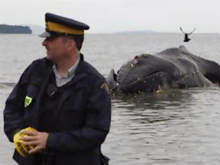 Φωτογραφία για Νεκρή φάλαινα εκβράστηκε στον Καναδά
