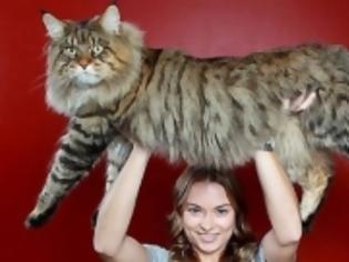 Φωτογραφία για Ο μεγαλύτερος γάτος στον κόσμο!