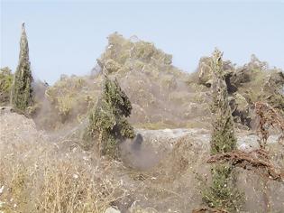 Φωτογραφία για Τεράστιο «πέπλο» από ιστούς αράχνης «κατάπιε» 1000 μέτρα βλάστησης στη Βιστωνίδα