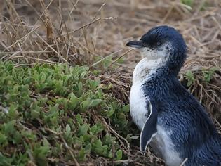 Φωτογραφία για Νεκροί βρέθηκαν 60 μικροί μπλε πιγκουίνοι στην Τασμανία