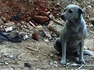 Φωτογραφία για Ασυνείδητοι έβαψαν με μπλε μπογιά σκυλίτσα στην Κρήτη!