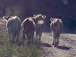 Φωτογραφία για Επιδρομές βοοειδών σε καλλιέργειες στην ΠΑΛΑΙΟΜΑΝΙΝΑ