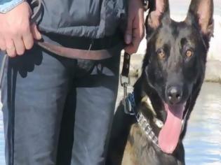 Φωτογραφία για Ξετρύπωσε και άλλα ναρκωτικά ο Ρίκι - Σημαντική συνδρομή του αστυνομικού σκύλου στις έρευνες - Συνελήφθη 33χρονος
