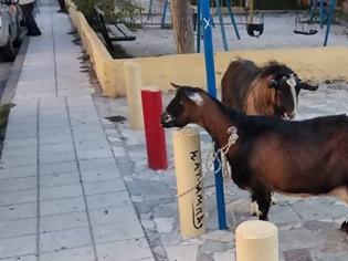 Φωτογραφία για Ηράκλειο: Kατσίκα και τράγος «συνελήφθησαν» για... βανδαλισμό