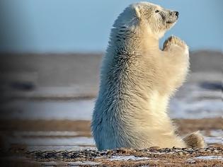 Φωτογραφία για Πολική αρκούδα που... προσεύχεται!
