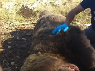 Φωτογραφία για Νεκρή αρκούδα 390 κιλών σε τροχαίο στην Καστοριά