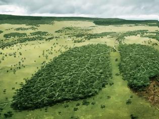 Φωτογραφία για What’s Happening To Trees - The Planet’s “Lungs”?