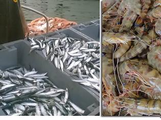 Φωτογραφία για Γαρίδα, σαρδέλα και κουτσομούρα του Αμβρακικού προωθούνται για να χαρακτηριστούν ως προϊόντα Π. Ο. Π. | Υψηλής διατροφικής αξίας τα αλιεύματα του Αμβρακικού