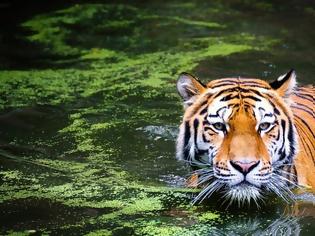 Φωτογραφία για WWF: Ο πλανήτης μας έχασε το 60% του πληθυσμού των άγριων ζώων σε διάστημα 40 ετών!