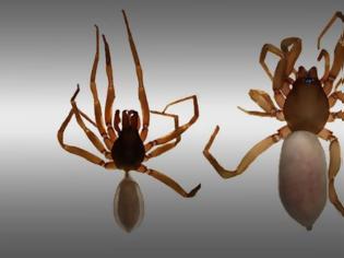 Φωτογραφία για Τούρκοι ανακάλυψαν νέο είδος αράχνης στα Κατεχόμενα