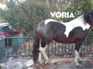 Φωτογραφία για Άλογο έκοβε.... βόλτες στο κέντρο της Θεσσαλονίκης