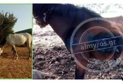 Κλεμμένο άλογο επέστρεψε στους ιδιοκτήτες του με ίχνη βασανισμού