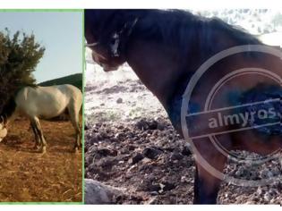 Φωτογραφία για Κλεμμένο άλογο επέστρεψε στους ιδιοκτήτες του με ίχνη βασανισμού