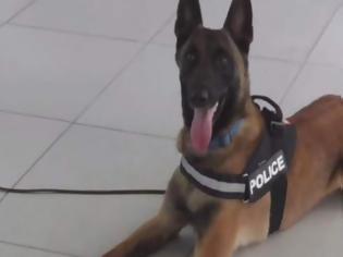Φωτογραφία για Αχαΐα: O σκύλος της ΕΛ.ΑΣ ανακάλυψε 362γρ. κάνναβης και συνέλαβε τρεις