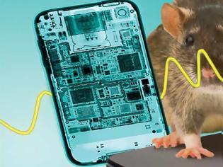 Φωτογραφία για Money Well-spent To Find Rats Should Not Use Cell Phones