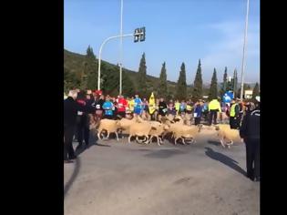 Φωτογραφία για Επικό βίντεο: Βοσκός με πρόβατα «τρέχουν» μαζί με τους αθλητές του Μαραθωνίου