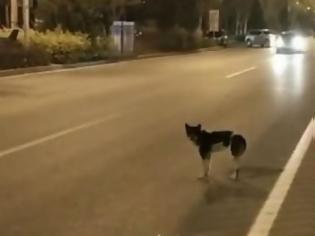 Φωτογραφία για Συγκινητικό: Σκύλος περιμένει επί 80 μέρες στο σημείο που σκοτώθηκε το αφεντικό του