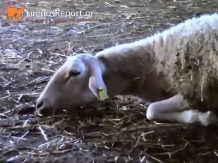 Φωτογραφία για Ελάφια επιτέθηκαν και σκότωσαν πρόβατα στη Λήμνο