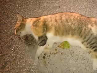 Φωτογραφία για Τρεις (3) γάτες νεκρές από φόλες βρέθηκαν στις εργατικές κατοικίες στη ΒΟΝΙΤΣΑ | ΦΩΤΟ