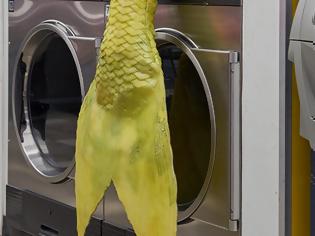 Φωτογραφία για Η ουρά μιας γοργόνας «βγήκε» από ένα αυτόματο πλυντήριο