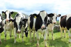 Οι Ελβετοί κάνουν δημοψήφισμα: Αγελάδες με κέρατα ή χωρίς;