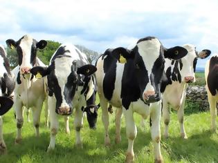 Φωτογραφία για Οι Ελβετοί κάνουν δημοψήφισμα: Αγελάδες με κέρατα ή χωρίς;