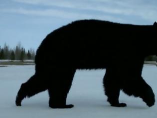 Φωτογραφία για H κλιματική αλλαγή στα χειρότερά της: Τρία είδη αρκούδων για πρώτη φορά μαζί στην ίδια περιοχή (pics)