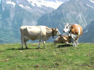 Φωτογραφία για Δημοψήφισμα στην Ελβετία: «Όχι» στις... «αγελάδες με κέρατα»